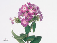 Phlox (Paniculata Grp) 'Asi Lila'