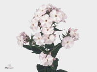 Phlox (Paniculata Grp) 'Asi Wit'