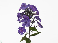Phlox (Paniculata Grp) 'Blue Paradise'
