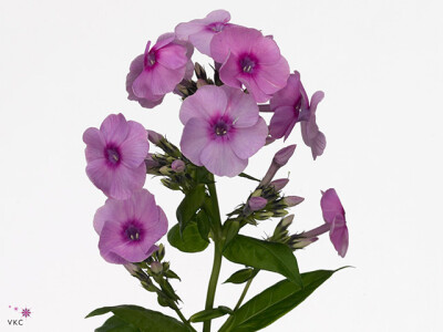 Phlox (Paniculata Grp) 'Fondant Fancy'