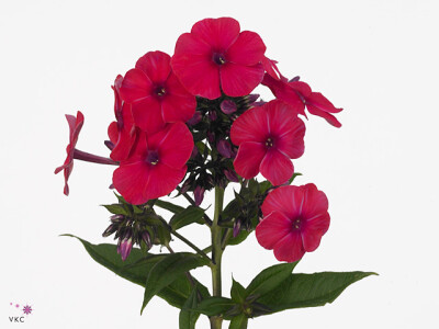 Phlox (Paniculata Grp) Tracy