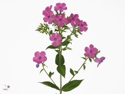 Phlox (Paniculata Grp) 'Mika'