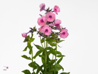 Phlox (Paniculata Grp) 'Jeff's Pink'