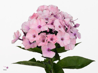 Phlox (Paniculata Grp) Magical Innocenz