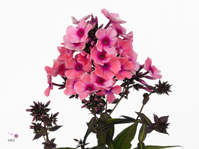 Phlox (Paniculata Grp) Magical Blusz