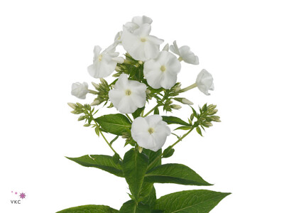 Phlox (Paniculata Grp) 'White Boy'