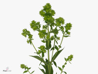 Phlox (Paniculata Grp) 'Green Maya'