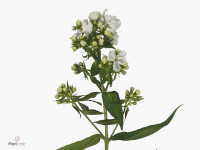 Phlox (Paniculata Grp) 'Diamond Snow'