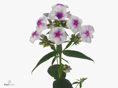 Phlox (Paniculata Grp) 'Isabella'