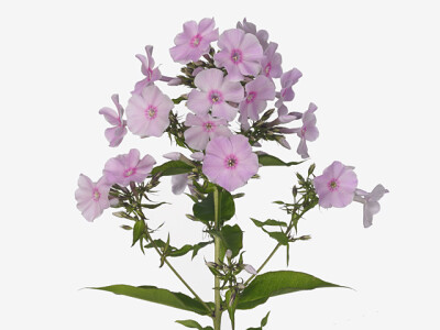 Phlox (Paniculata Grp) Diamonds Soft Pink