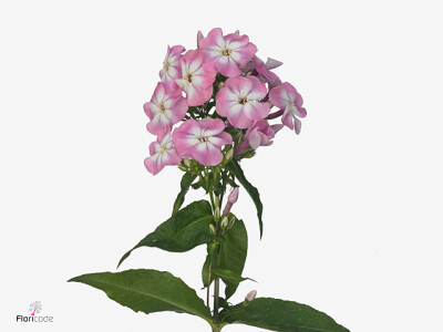 Phlox (Paniculata Grp) 'Senora'
