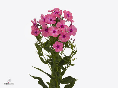 Phlox (Paniculata Grp) 'Lollipink'