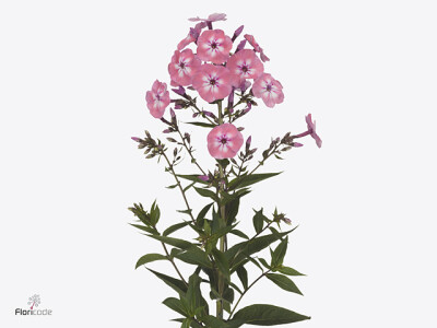 Phlox (Paniculata Grp) Pink Eyes