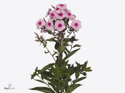 Phlox (Paniculata Grp) Brave Eyes