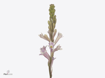 Polianthes tuberosa Elsa Blush