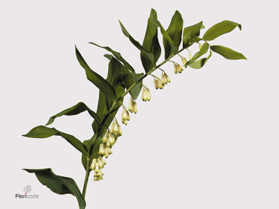 Polygonatum multiflorum