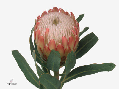 Protea 'Susara'