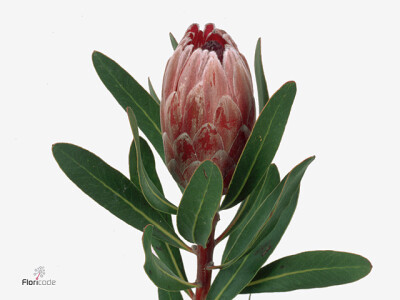 Protea 'Pink Ice'