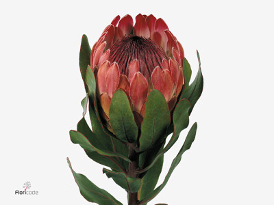 Protea 'Sylvia'