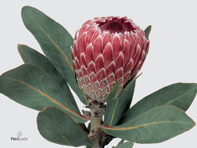 Protea magnifica 'Candida'