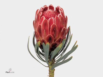 Protea 'Venus'