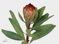 Protea 'Robijn'