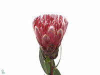 Protea 'Ivy'
