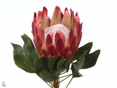 Protea cynaroides 'Red Rex'