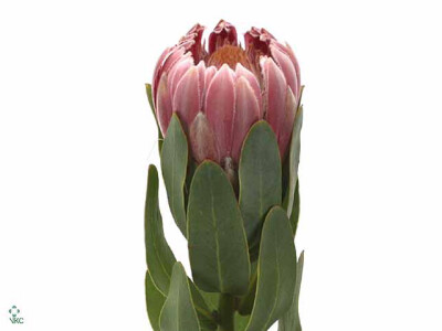 Protea 'Carnival'