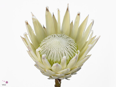 Protea cynaroides Ayoba Arctic Ice