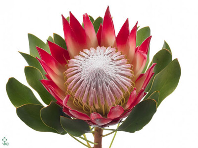 Protea cynaroides 'Madiba'