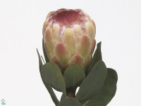 Protea 'Grandicolor'