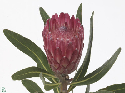 Protea 'Lancelot'