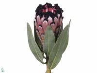 Protea magnifica 'Didi'