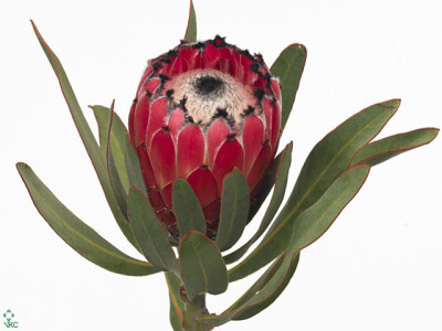 Protea magnifica 'Red Beauty'