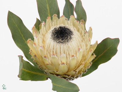 Protea magnifica 'Snow Queen'