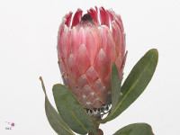 Protea compacta 'Pink Lady'