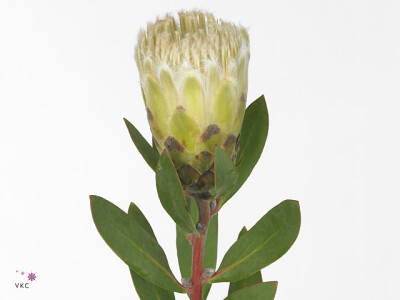 Protea mundii Ayoba Little Lady White