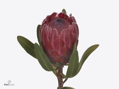 Protea 'Red Ice'