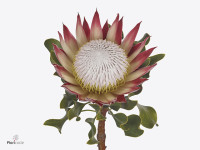 Protea cynaroides 'Clare'