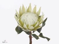 Protea cynaroides 'Lei Momi'