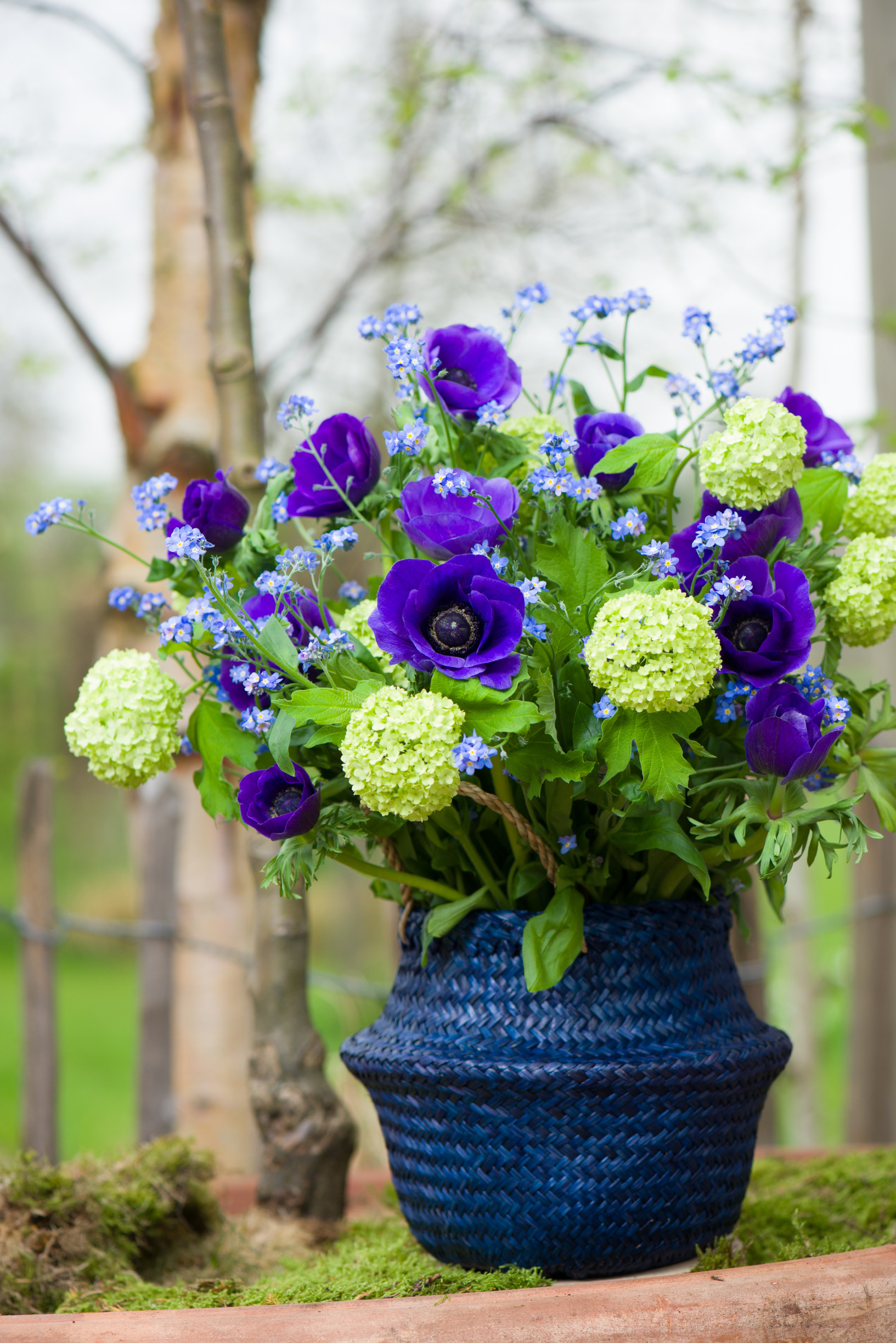 All about the Myosotis (Forget-me-not) - Tips and care | 365 days