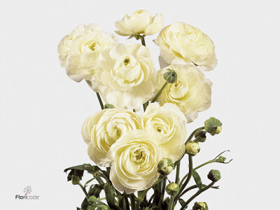 Ranunculus Ranobelle Inra Wit