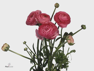 Ranunculus Ranobelle Inra Donkerroze