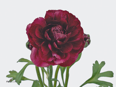 Ranunculus 'Pauline Violet'