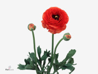 Ranunculus 'Pauline Scarlet'