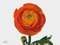 Ranunculus 'Pauline Orange'