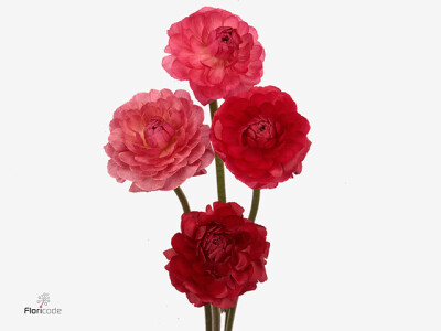 Ranunculus 'Pauline Carmine'