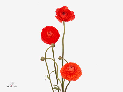 Ranunculus 'Pauline Dark Orange'