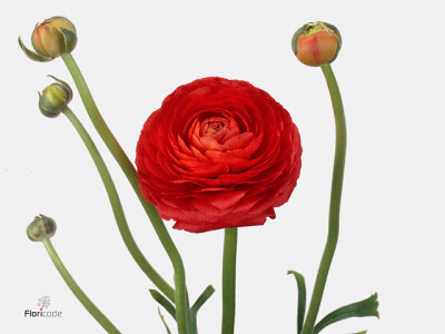 Ranunculus asiaticus 'Elegance Red'